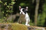 BOULEDOGUE FRANCAIS 362